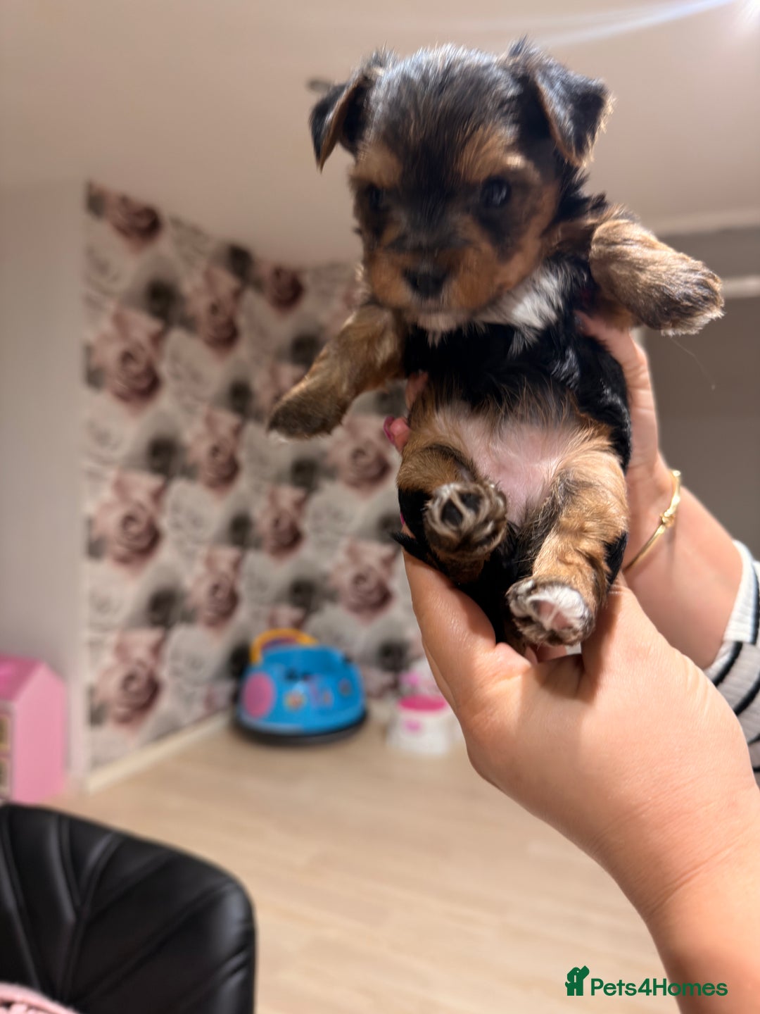Yorkshire Terrier dogs for sale: Yorkshire Terrier Puppy ONLY ONE 1 FEMALE - Advert 4