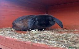 Mini Lop rabbits for sale: two male rabbits for sale  - Image 2