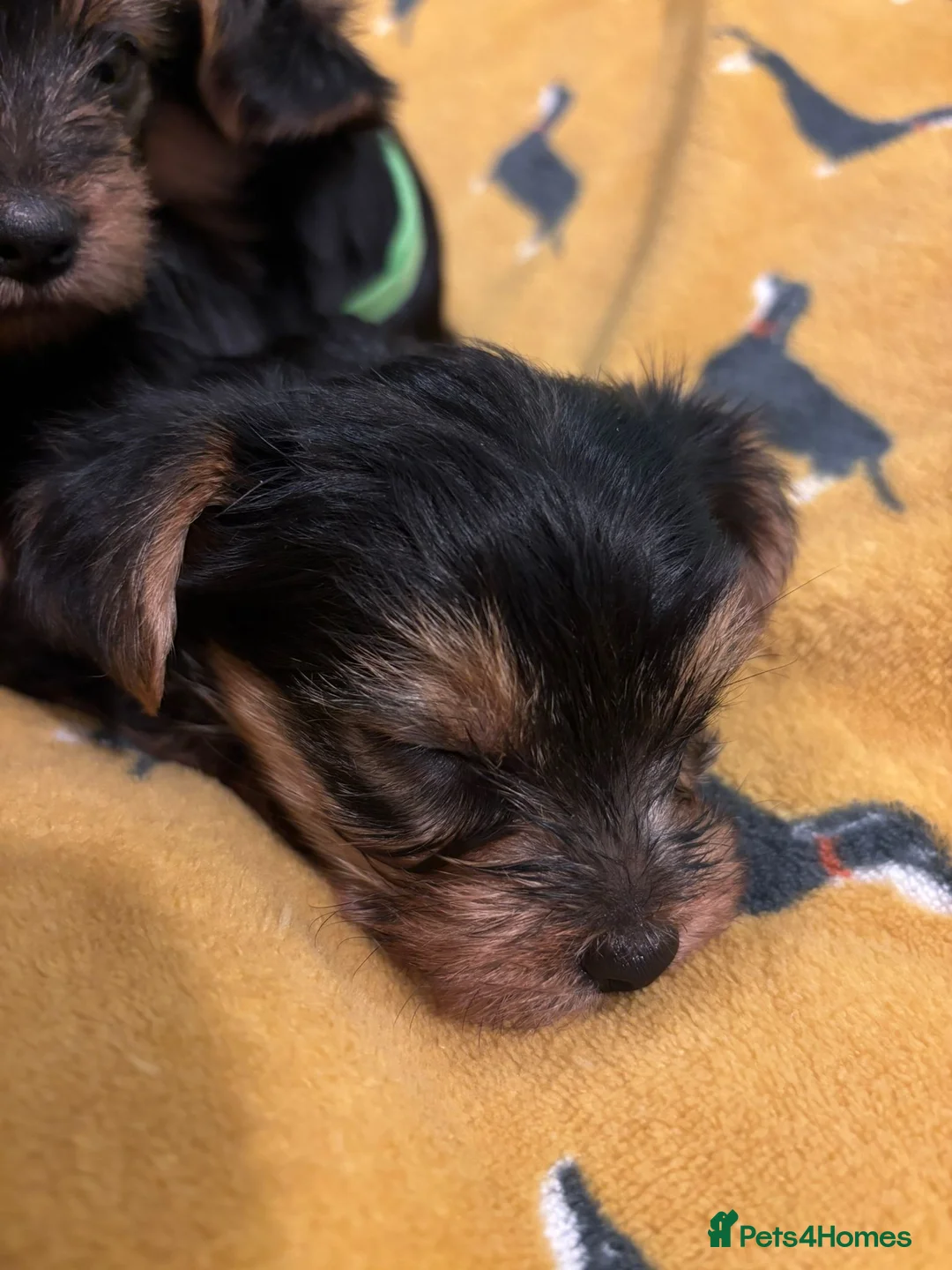 Yorkshire Terrier dogs for sale: 4 Stunning Miniature Yorkshire terriers for sale  - Advert 20
