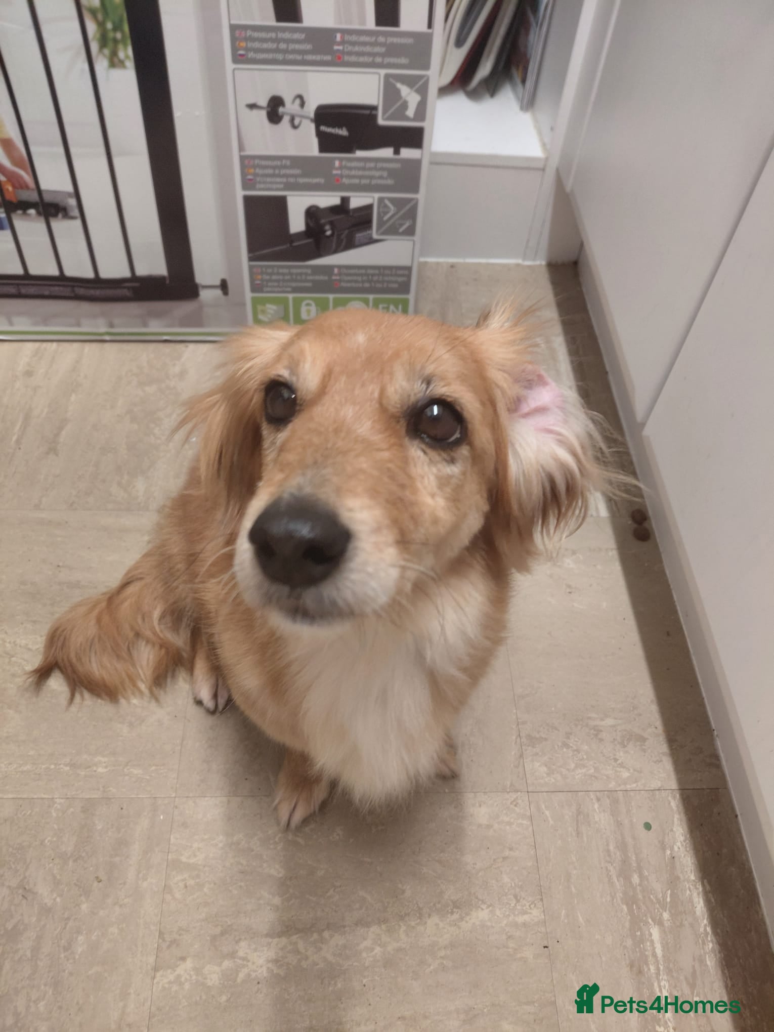 Mixed Breed dogs Kanella: A gentle soul looking for her home - Advert 1