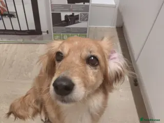 Mixed Breed dogs Kanella: A gentle soul looking for her home - Advert 1