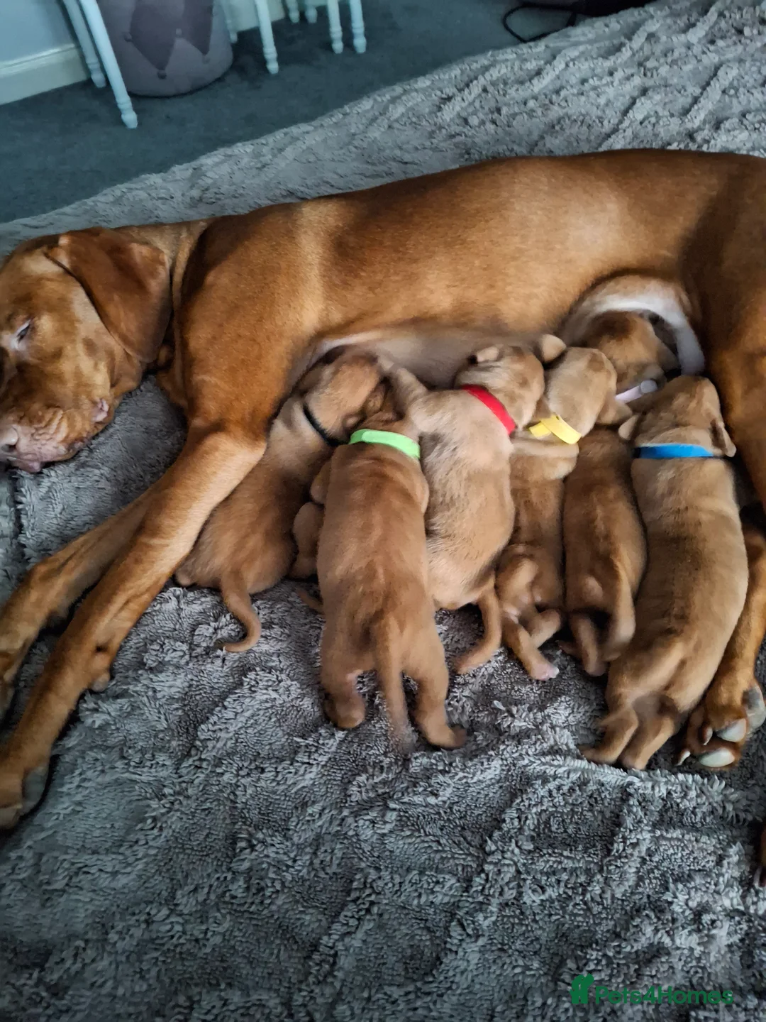 Hungarian Vizsla dogs for sale: Hungarian vizsla for sale  - Advert 15