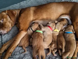 Hungarian Vizsla dogs Hungarian vizsla for sale - Advert 12