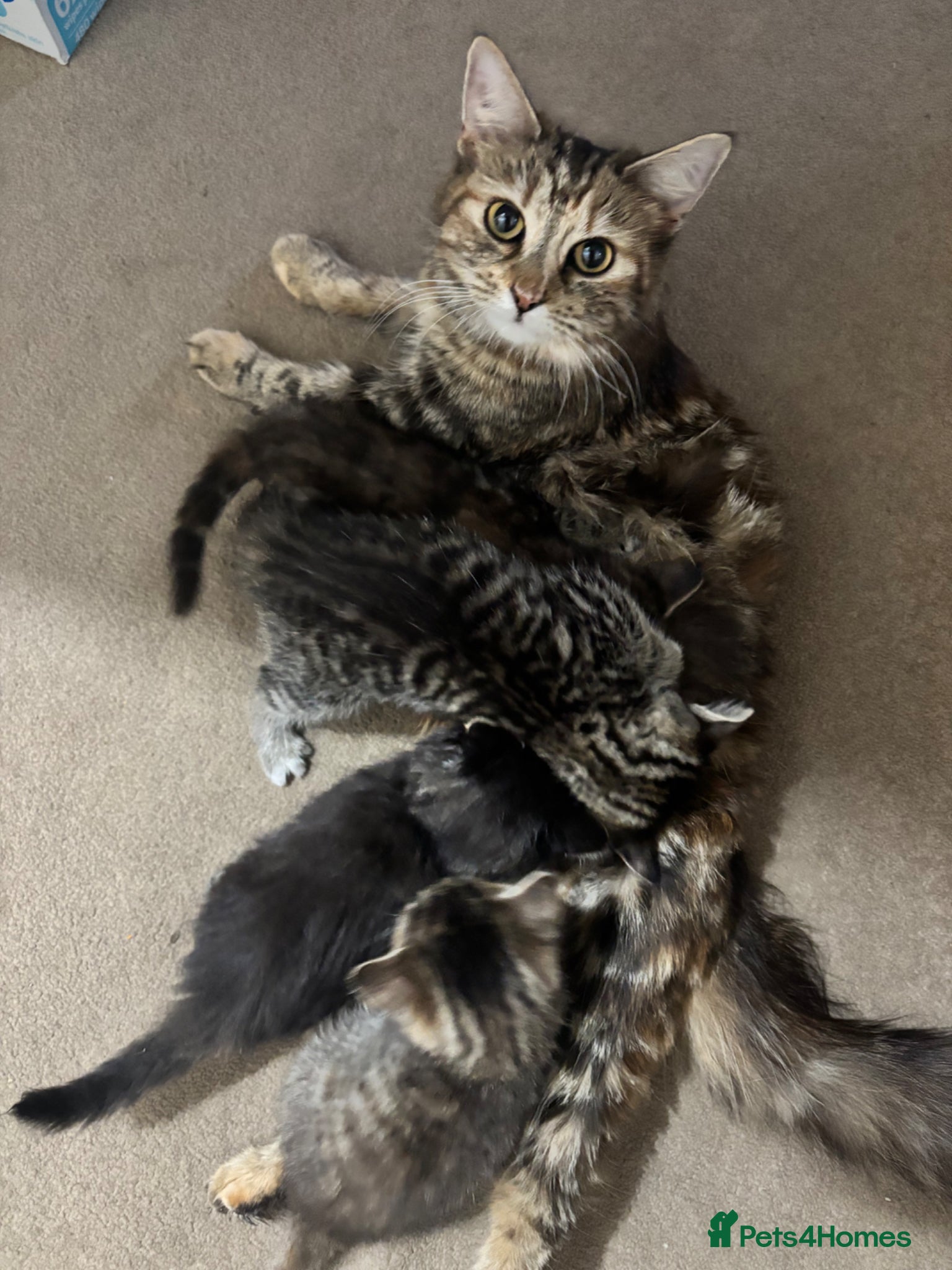 Mixed Breed cats Mainecoon x Tabby - Advert 1