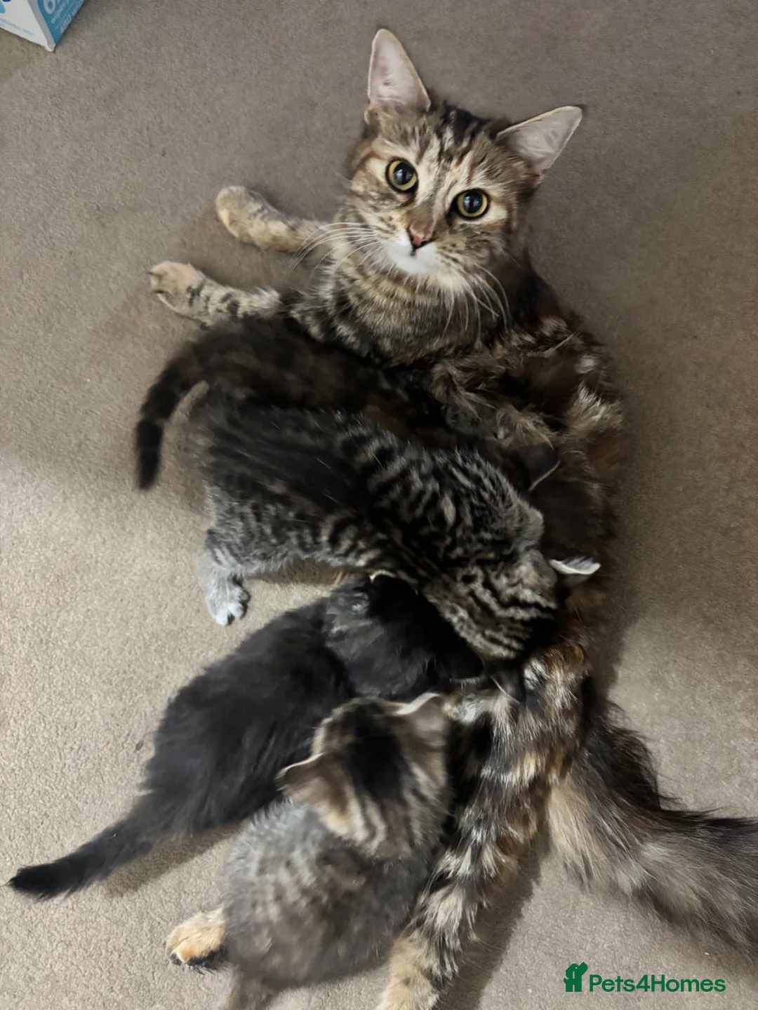 Mixed Breed cats for sale: Mainecoon x Tabby - Advert 1