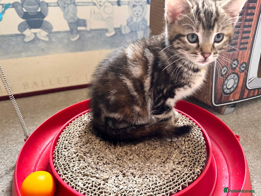 Mixed Breed cats for sale: Lovely bengal mix kittens: tabby, ginger, black - Image 26