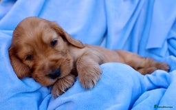 Cocker Spaniel dogs for sale: Beautiful family SHOW cocker spaniels LAST 2 - Image 27