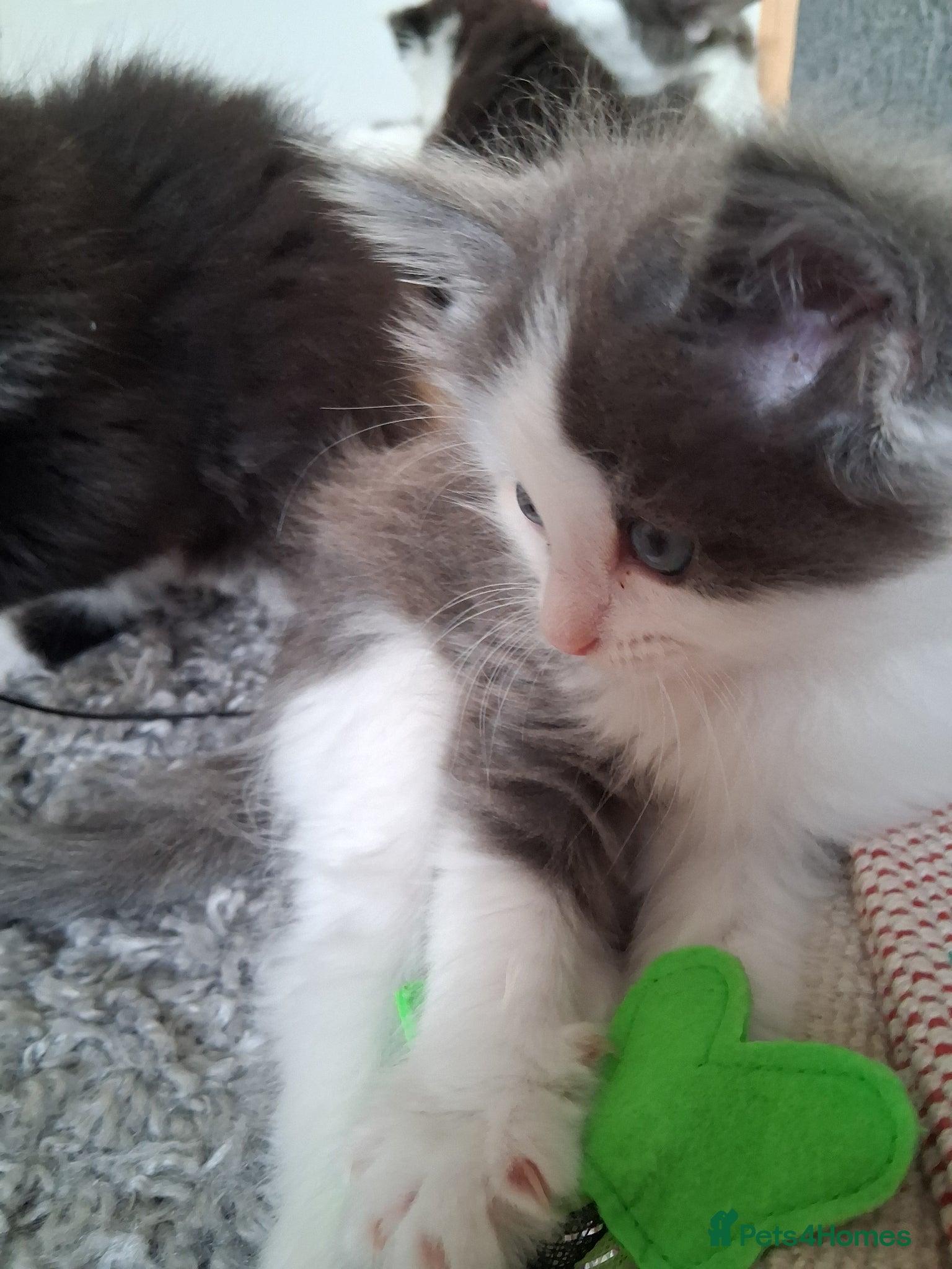 Mixed Breed cats for sale: Ragdoll X Kittens - Advert 8
