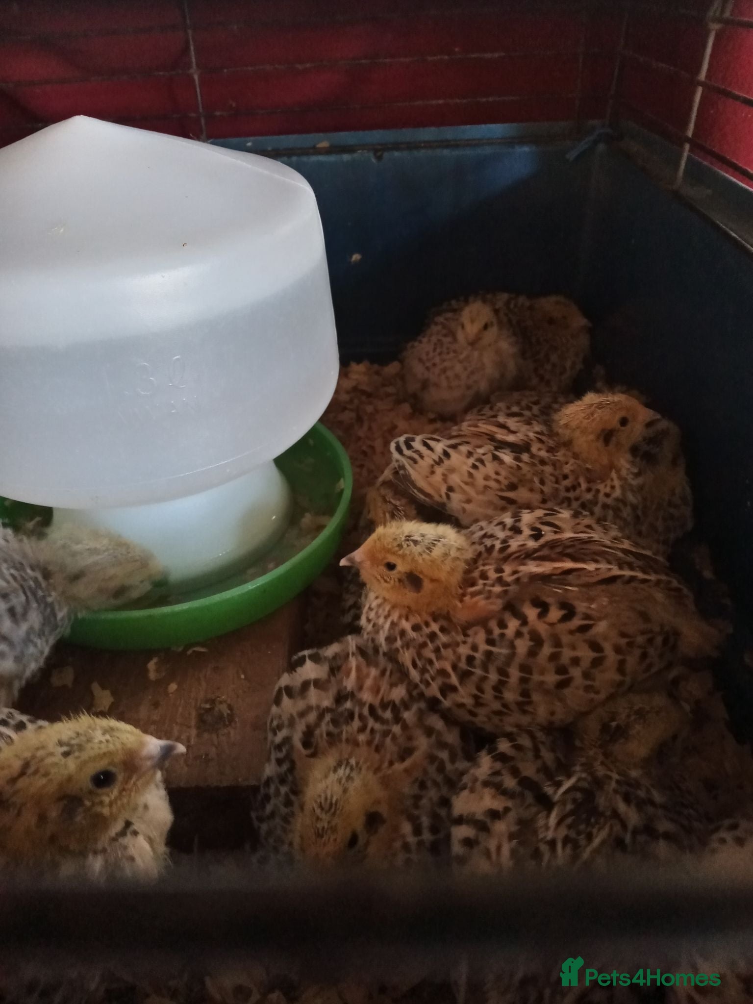 Quail poultry Italian quail for sale  - Advert 1