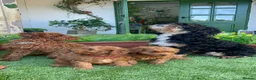 Cockapoo dogs for sale: Stunning F1B toy cockapoos - Advert 10