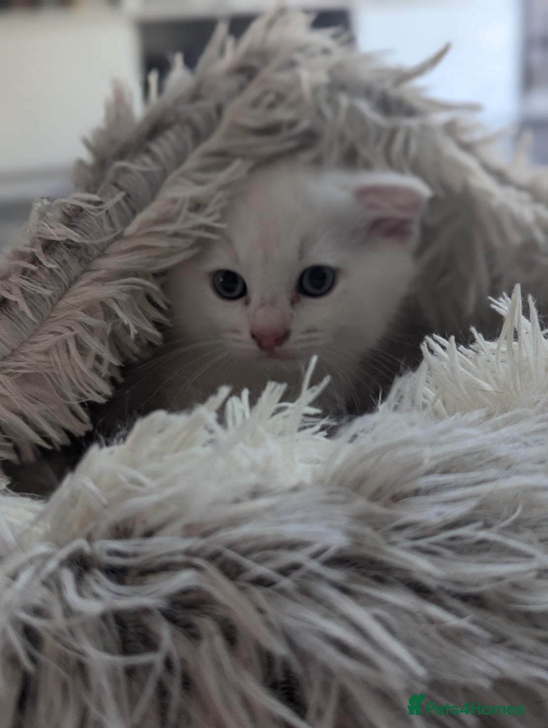 Scottish Fold cats for sale: Scottish fold straight  - Image 11