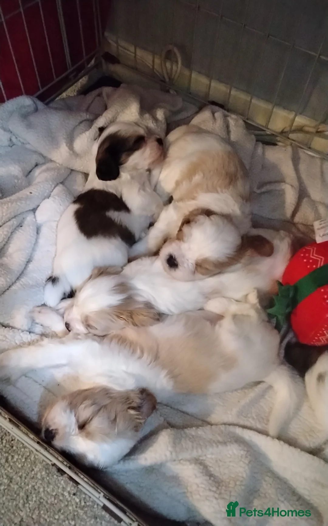 Cava Tzu dogs for sale: 6 beautiful baby's  x - Advert 1