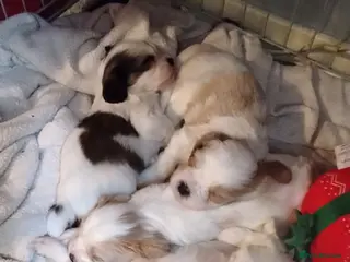 Cava Tzu dogs 6 beautiful baby's just 1 boy left x - Advert 1