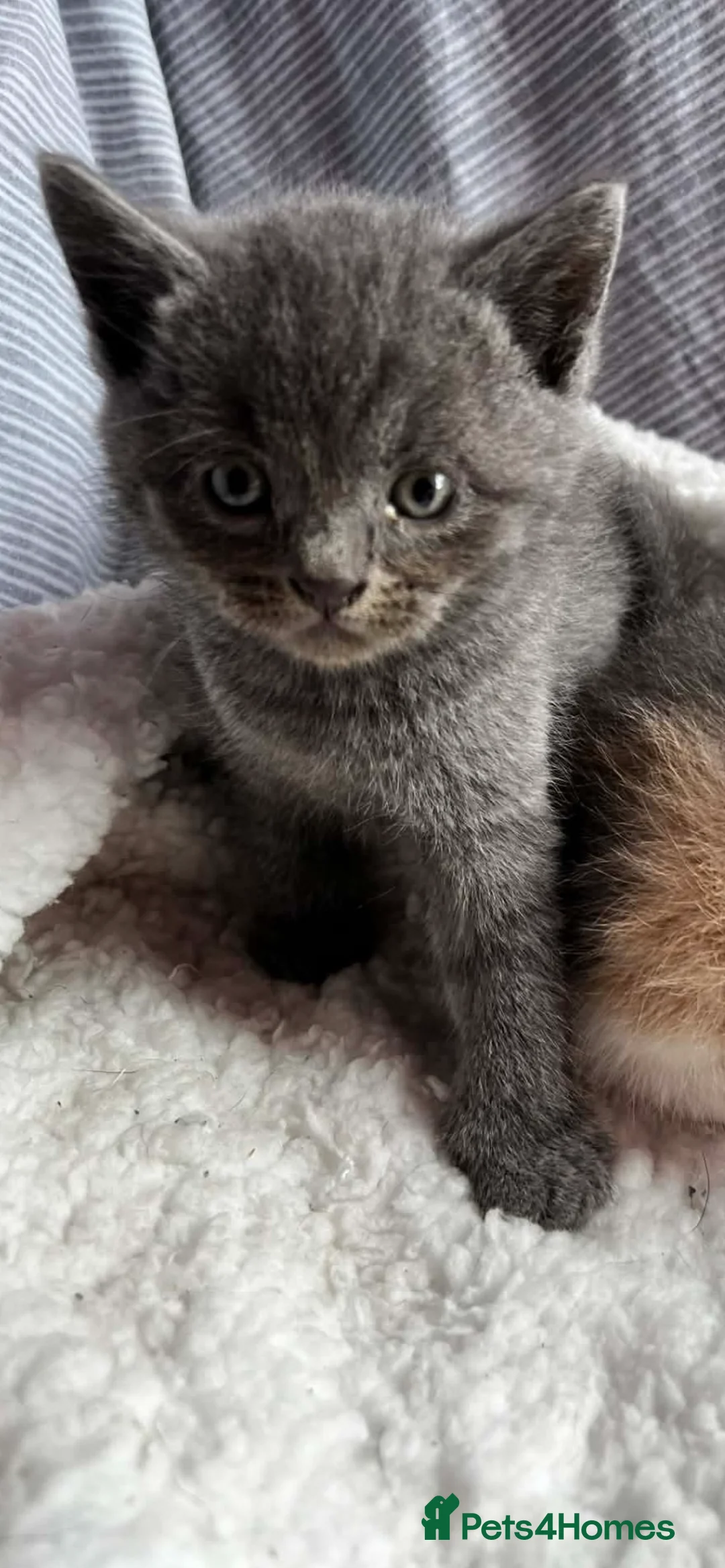 Mixed Breed cats for sale: Stunning BSH kittens ready now  - Advert 2