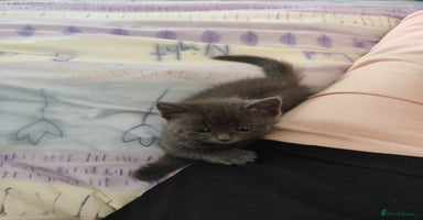 Russian Blue cats - Advert 6