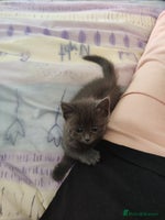 Russian Blue cats ABSOLUTELY BEAUTIFUL RUSSIAN BLUE KITTENS - Advert 6