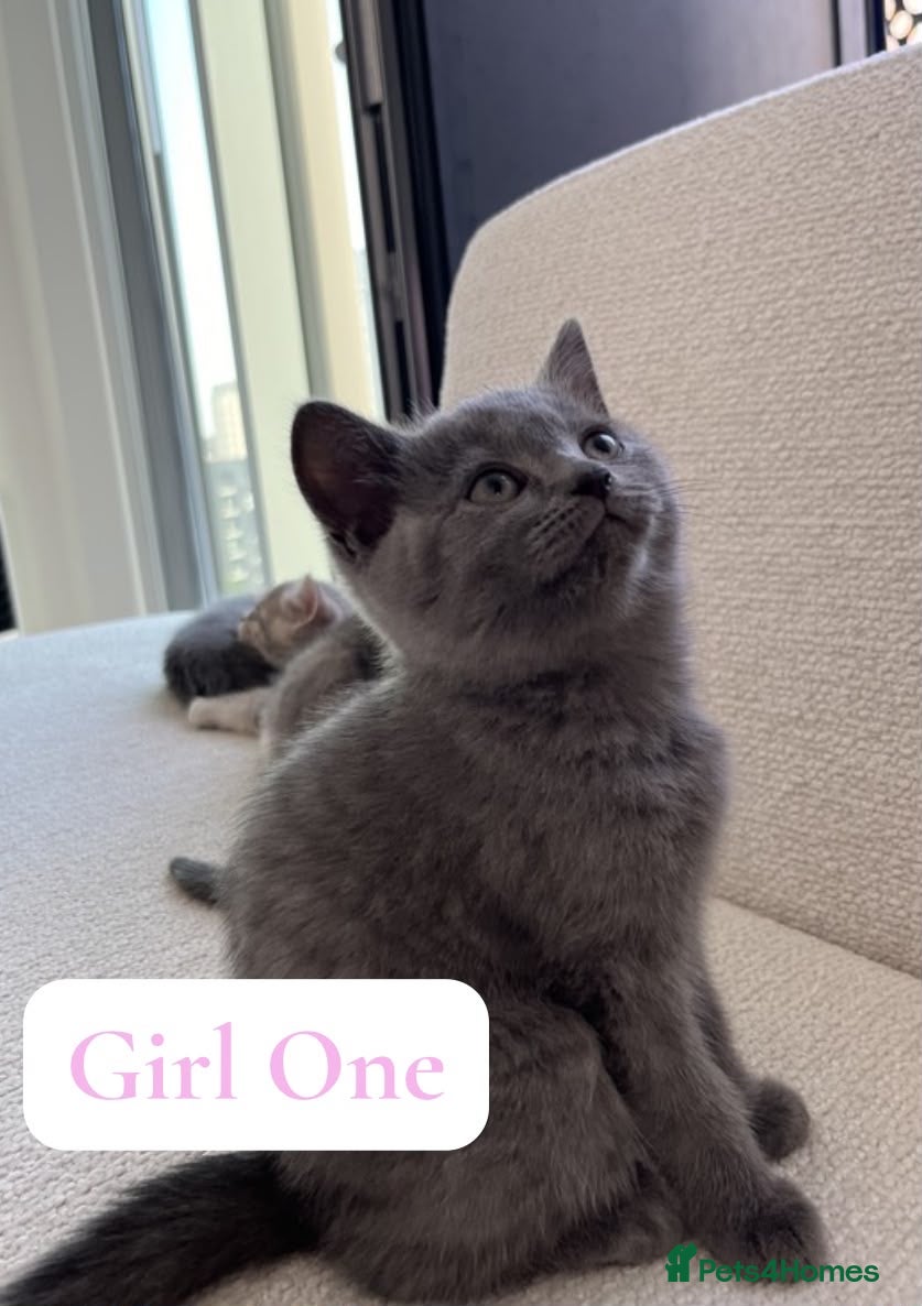 British Shorthair cats BSH Kittens From Champion Bloodline 🏆🐱 - Advert 2