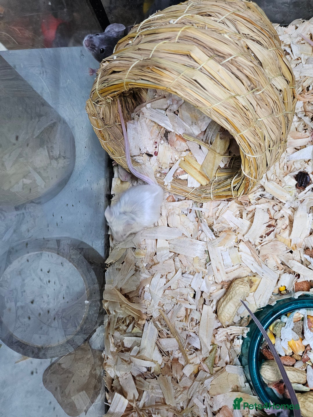 Mouse rodents for sale: Gorgeous little mice - Advert 6