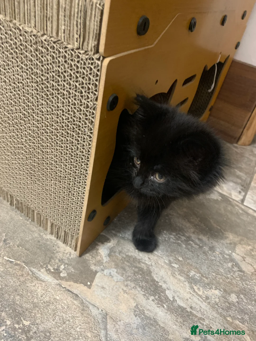 Mixed Breed cats for sale: Gorgeous Female kittens  - Advert 13
