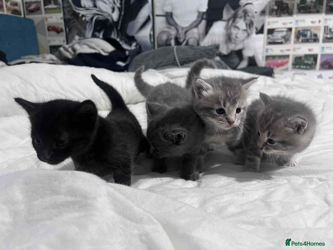 Mixed Breed cats for sale: Kittens for sale - Image 3