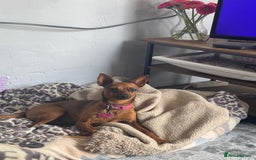 Miniature Pinscher dogs for sale: Pincher female  - Image 3