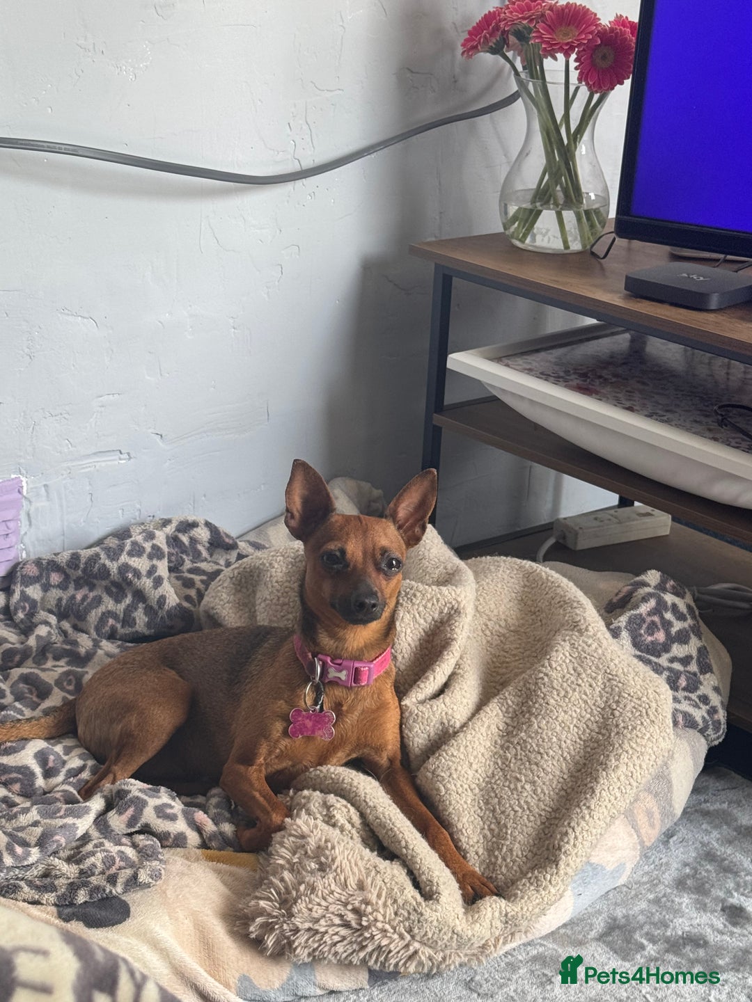 Miniature Pinscher dogs for sale: Pincher female  - Image 3