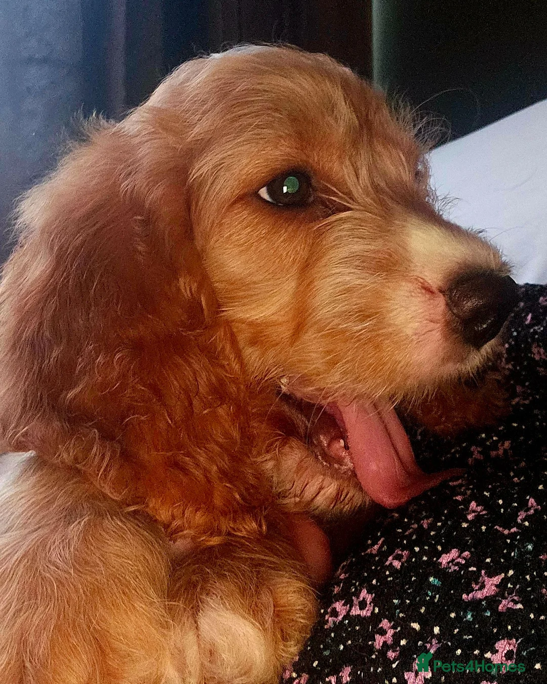 Cockapoo dogs for sale: Three Cockapoo Puppies Ready Now! - Advert 1