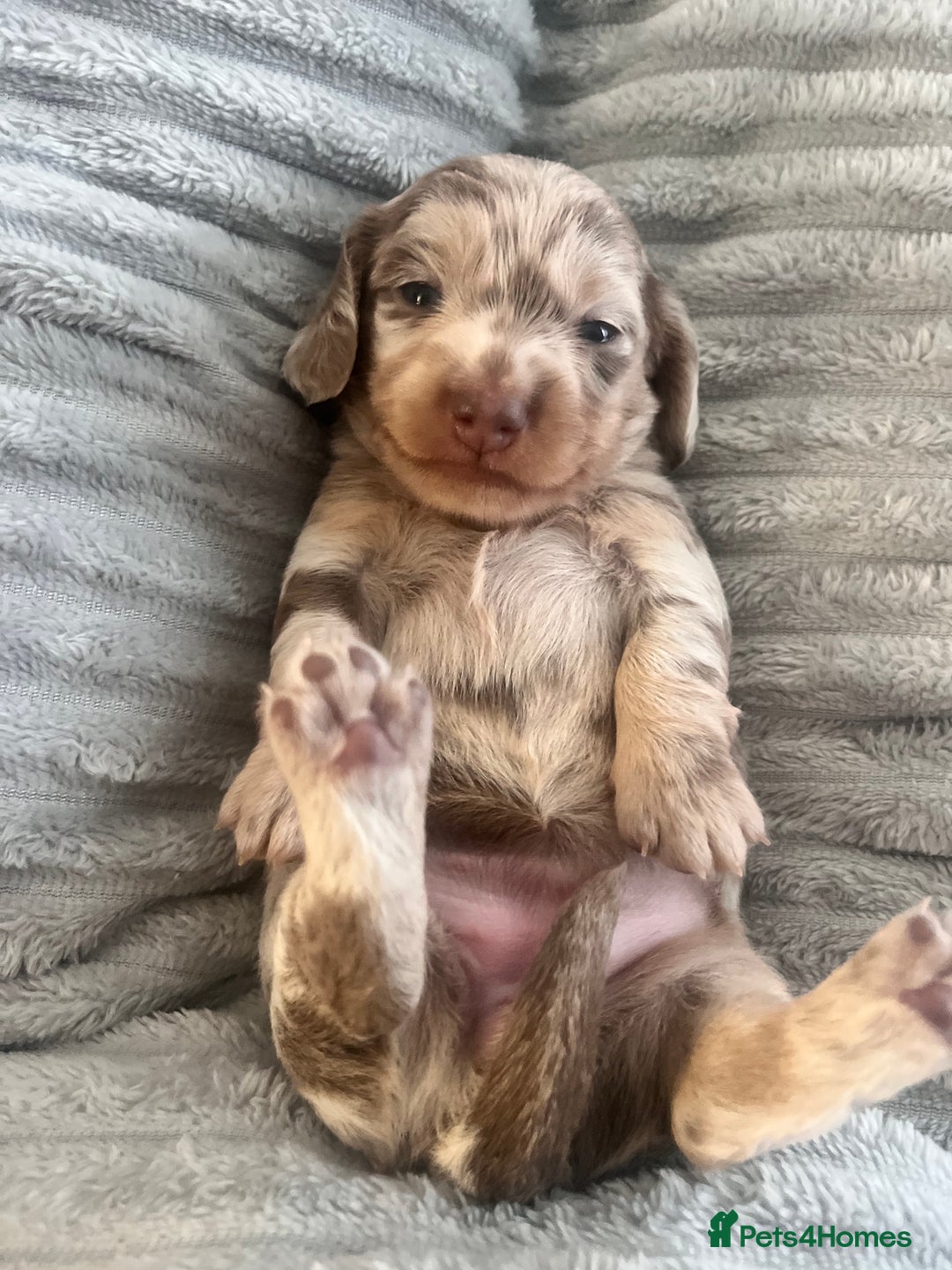 Miniature Dachshund dogs for sale: 🖤🐶Beautiful Miniature Dachshund Puppies🖤🐶!! - Image 6