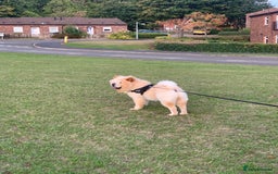 Chow Chow dogs for stud: Chow chow for stud - Image 2