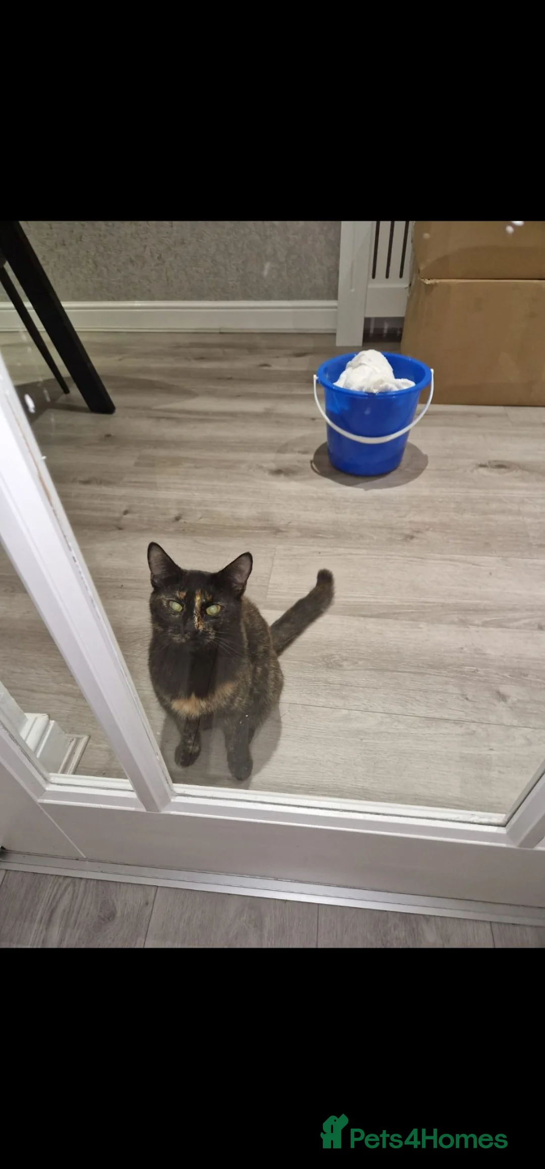 Mixed Breed cats for sale: Male and female cat for adoption - Advert 2