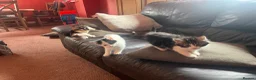 Mixed Breed cats for sale: 4 kittens looking for their forever homes  - Advert 4