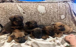 Mixed Breed dogs for sale: Mixed breed  - Advert 4