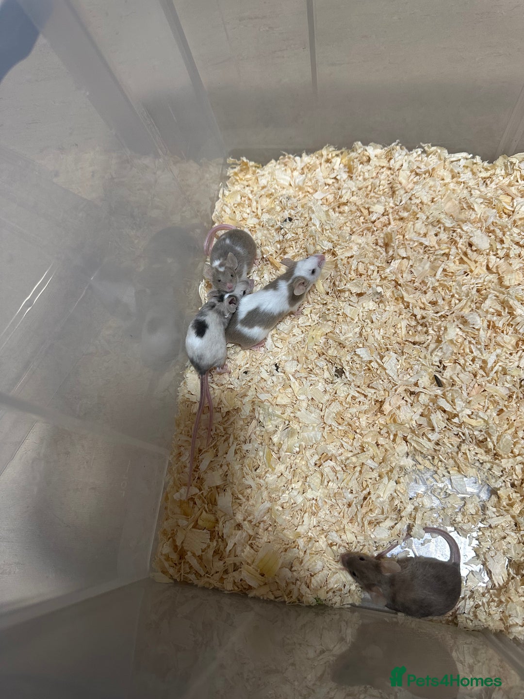 Mouse rodents for sale: Fancy mice  - Advert 1