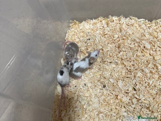 Mouse rodents Fancy mice - Advert 5