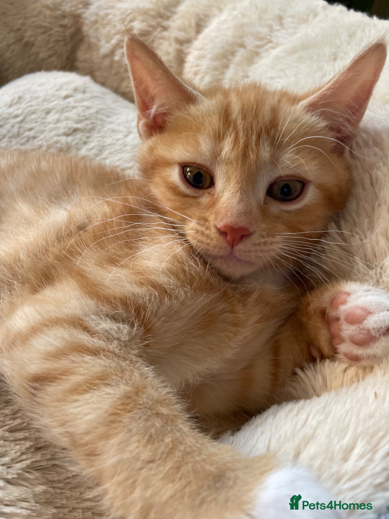Mixed Breed cats Healthy kittens for sale  - Advert 2