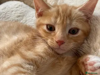 Mixed Breed cats Healthy kittens for sale - Advert 1