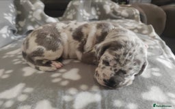 Great Dane dogs for sale: Beautiful KC registered Great Dane Puppies  - Image 17