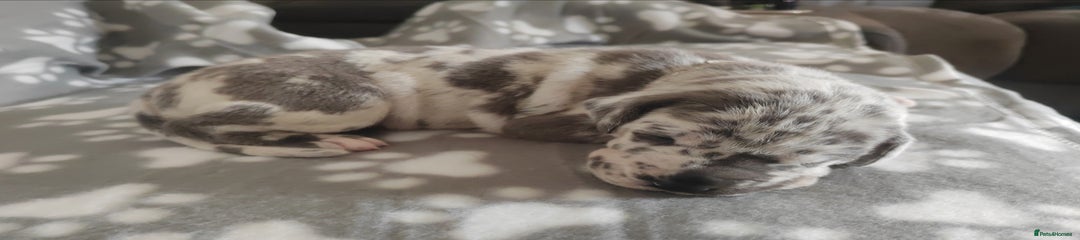 Great Dane Puppy 5