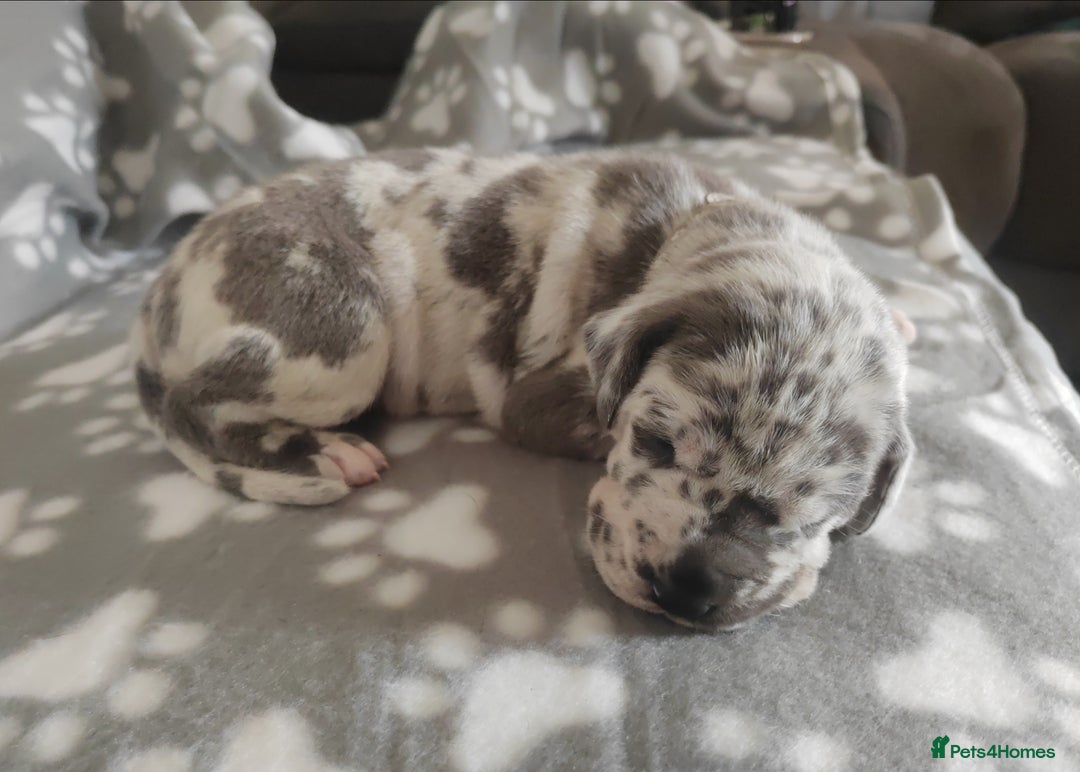 Great Dane dogs for sale: Beautiful KC registered Great Dane Puppies  - Image 17