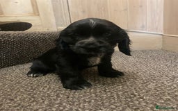 Cocker Spaniel dogs for sale: KC Reg Cocker Spaniels ready next week! Choc/black - Image 7