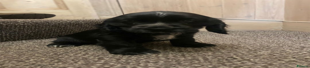 Cocker Spaniel Black girl