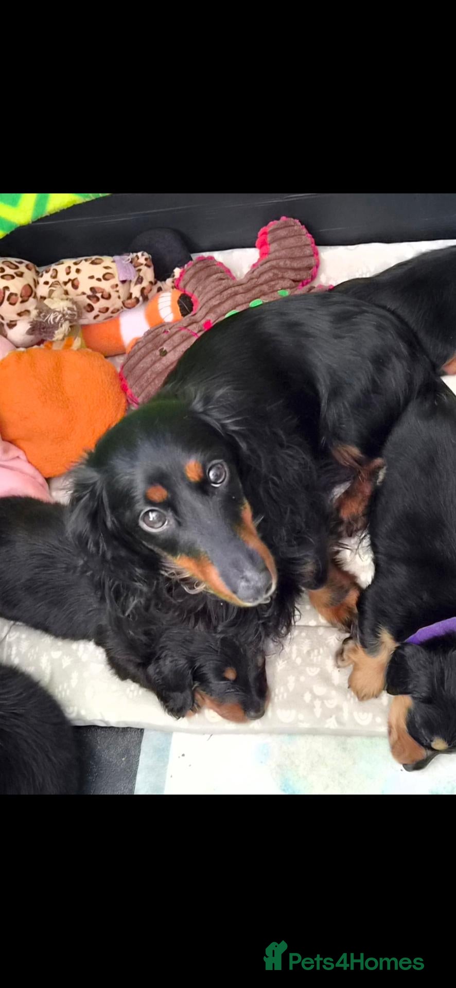 Miniature Dachshund dogs Longhaired Minature Dachshund  - Advert 1
