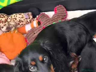 Miniature Dachshund dogs Longhaired Minature Dachshund - Advert 1