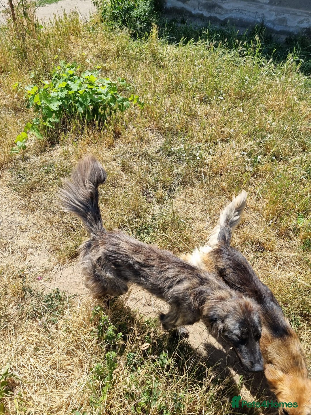 Mixed Breed dogs for adoption: 🆘‼️AT RISK OF BEING EUTHANISED! - Image 7
