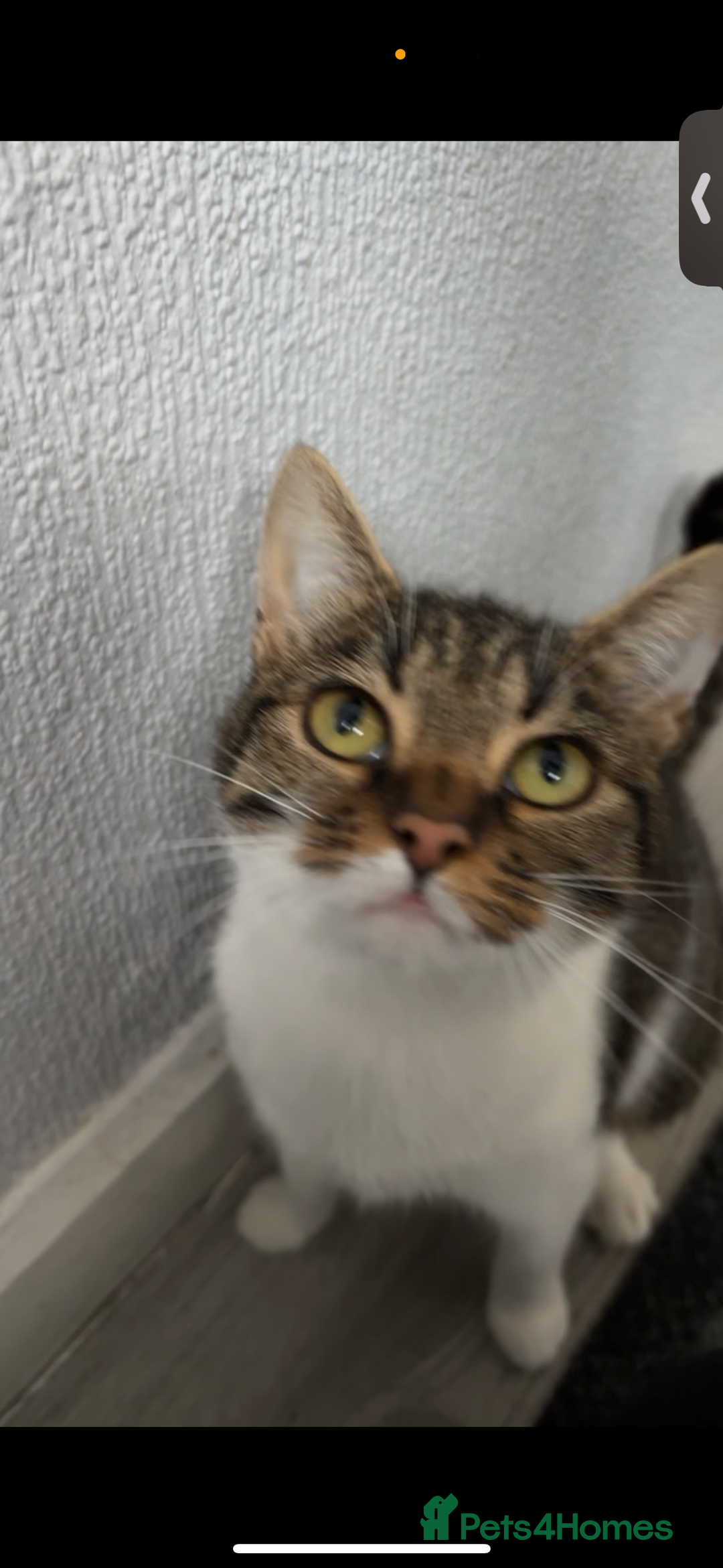 Mixed Breed cats for sale: Nala The Kitten - Image 2