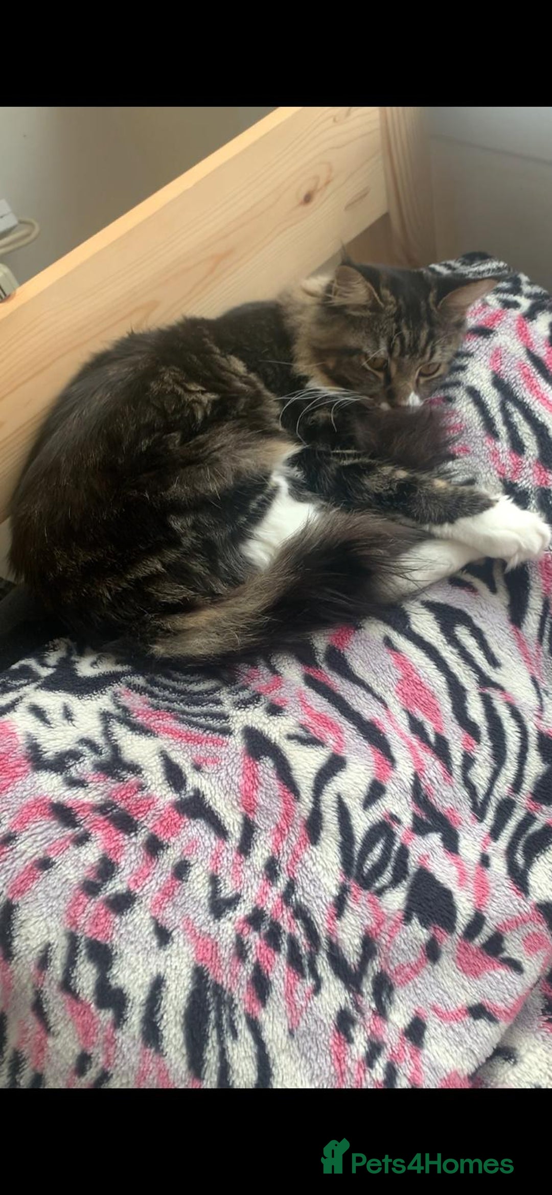 Maine Coon cats for sale: Maine Coon for Free - Advert 3