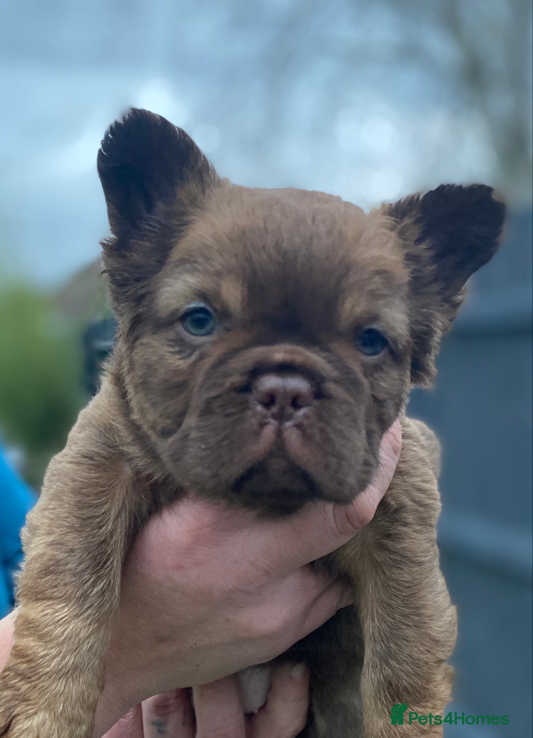 French Bulldog dogs for sale: READY TO LEAVE THIS WEEKEND FLUFFY FRENCH BULLDOGS - Advert 26