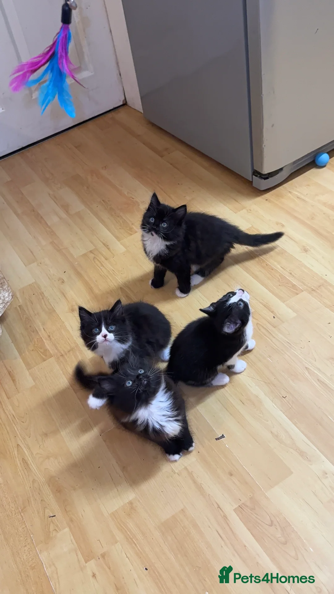 Mixed Breed cats for sale: 4 Beautiful Tuxedo Kittens (3 Long haired) <3 - Advert 26