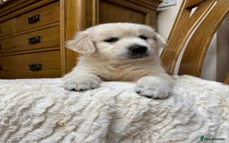 Golden Retriever dogs for sale: Out of DNA tested, kind & Champion bloodlines - Image 34