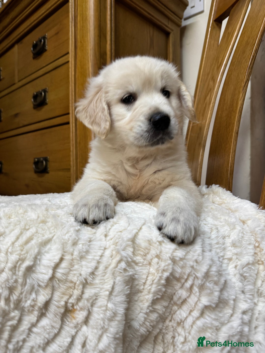 Golden Retriever dogs for sale: Out of DNA tested, kind & Champion bloodlines - Image 34